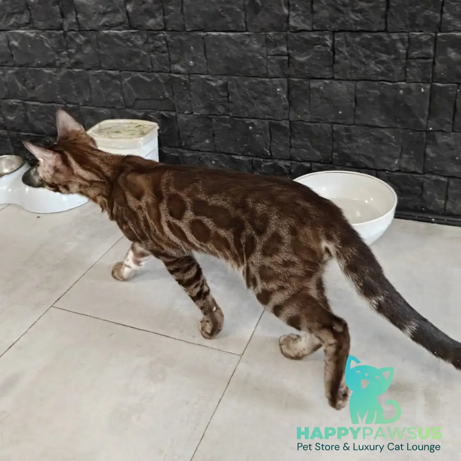 Jake Bengal male black amber spotted tabby pointed - live animals