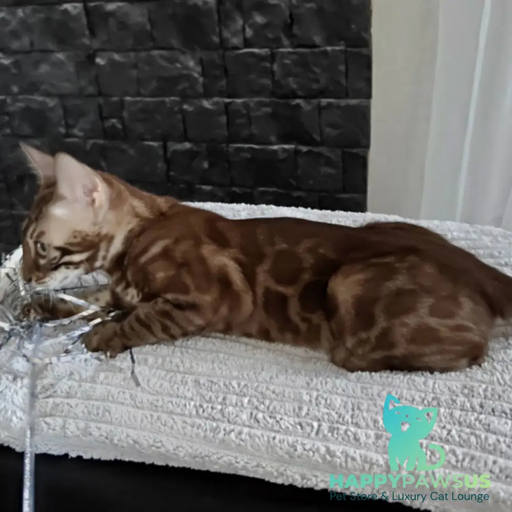 Jake Bengal male black amber spotted tabby pointed - live animals
