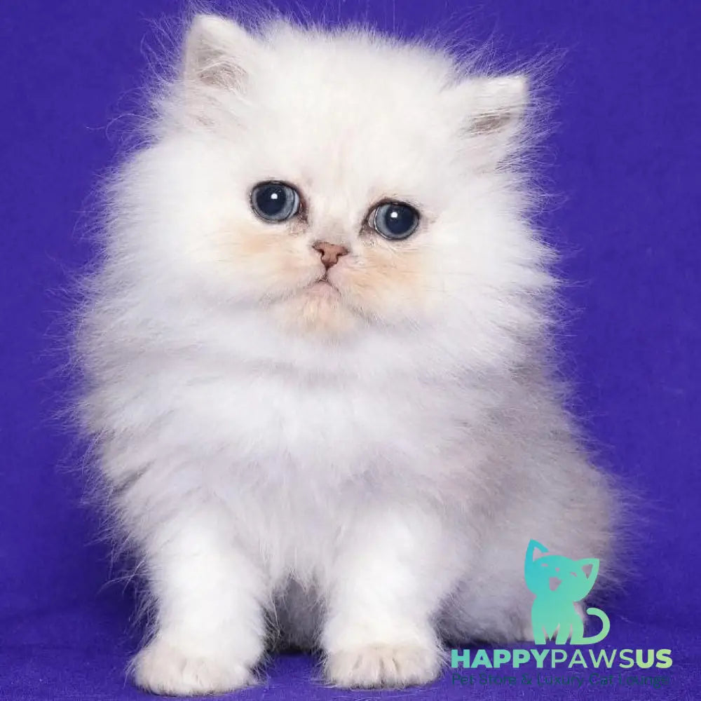 Jake Persian male black silver shaded - live animals