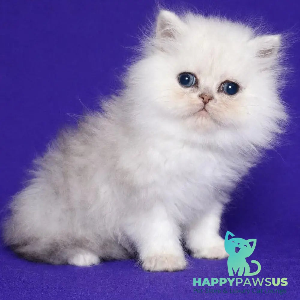 Jake Persian male black silver shaded - live animals