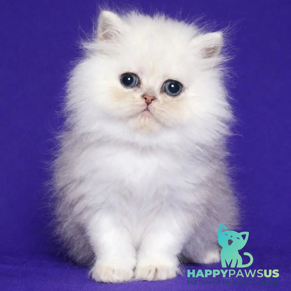 Jake Persian male black silver shaded - live animals
