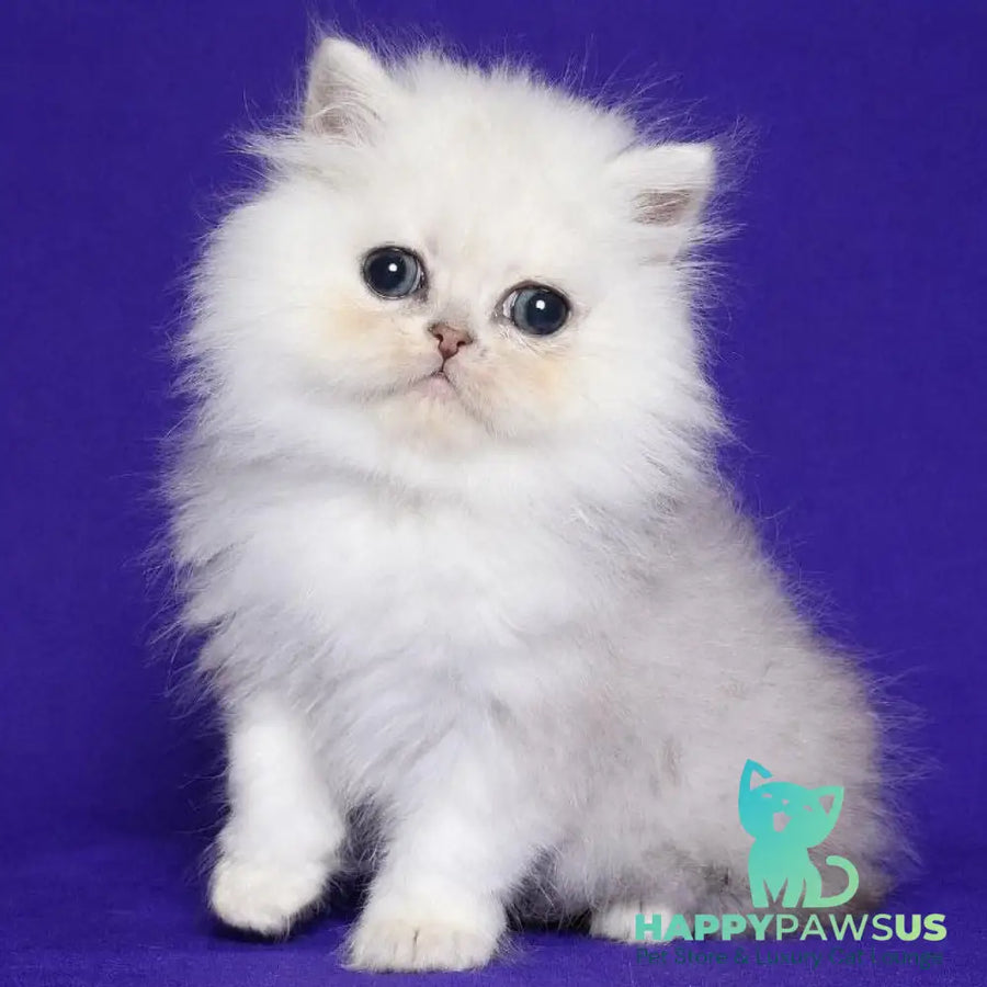 Jake Persian male black silver shaded - live animals