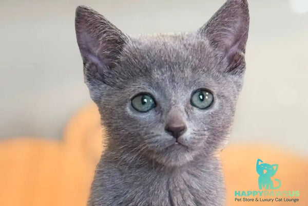 Jake Russian Blue male blue - live animals