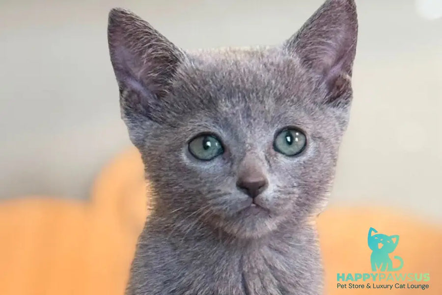 Jake Russian Blue male blue - live animals