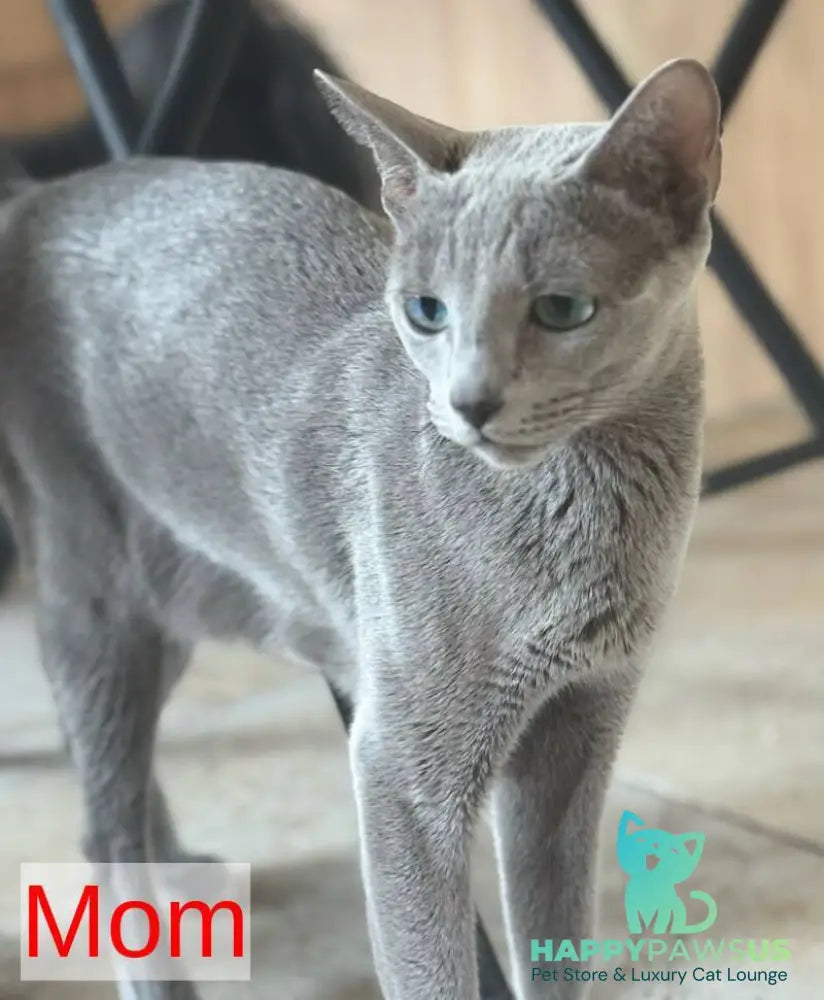 Jake Russian Blue male blue - live animals