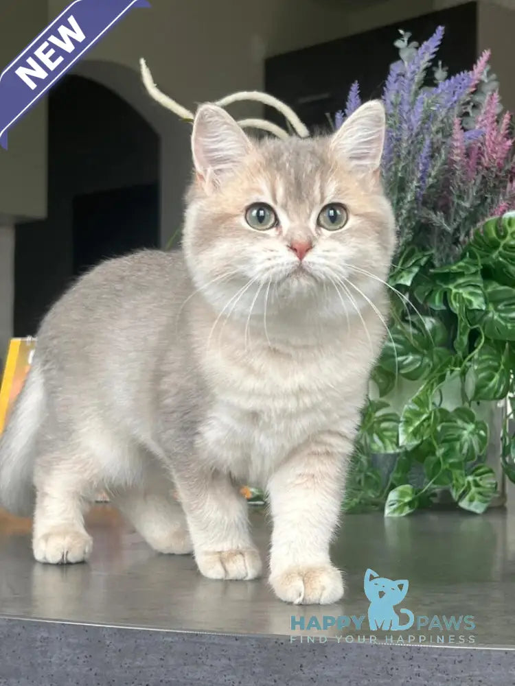 Jakilin British Shorthair female blue golden shaded live animals