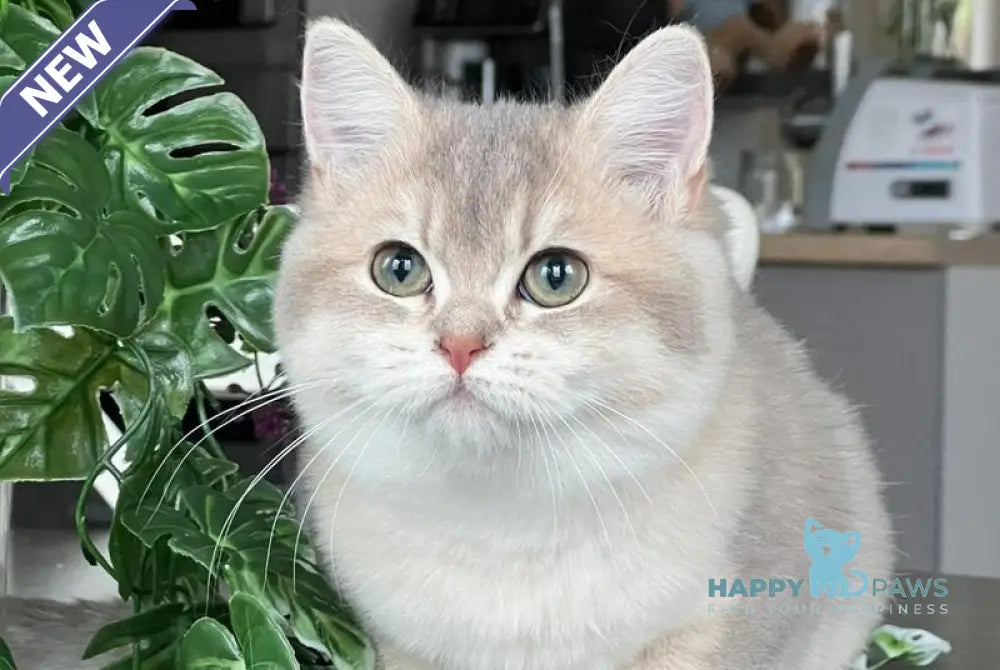 Jakilin British Shorthair female blue golden shaded live animals