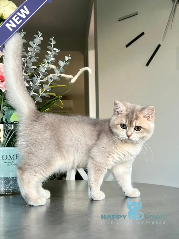 Jakilin British Shorthair female blue golden shaded live animals