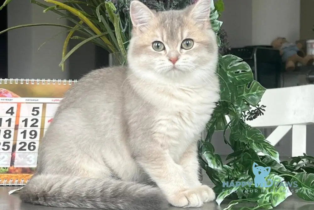 Jakilin British Shorthair female blue golden shaded live animals