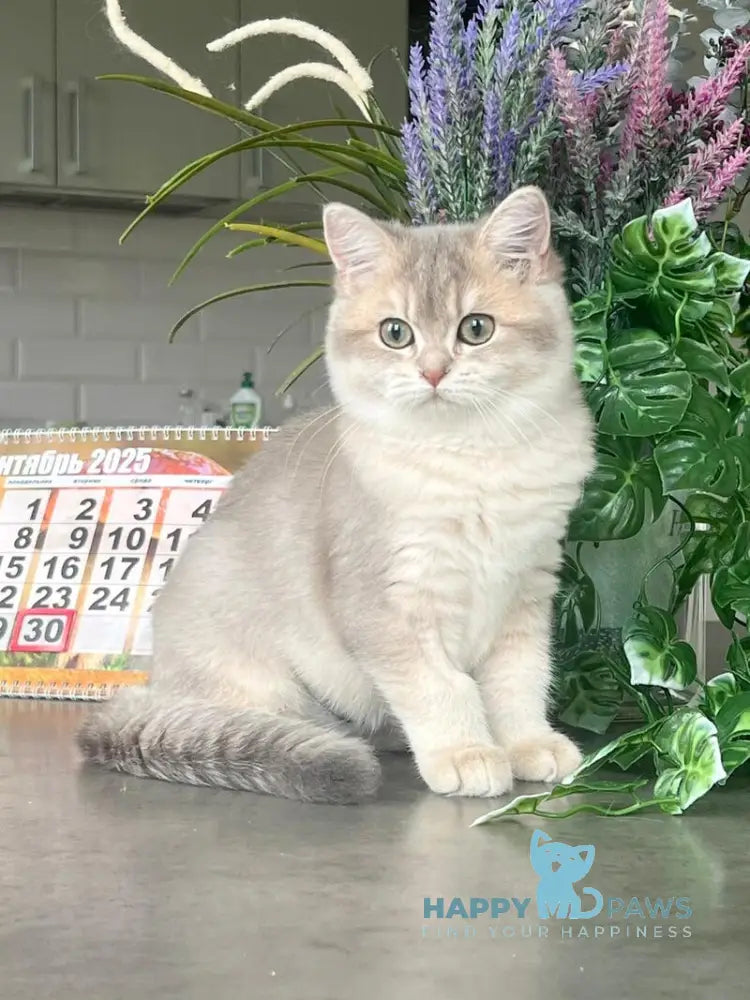Jakilin British Shorthair female blue golden shaded live animals