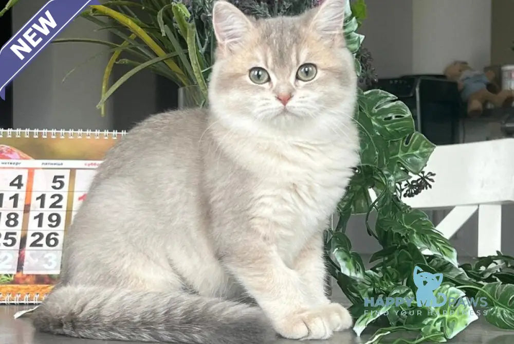 Jakilin British Shorthair female blue golden shaded live animals