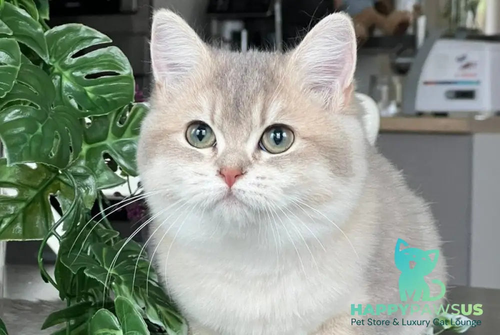 Jakilin British Shorthair female blue golden shaded live animals