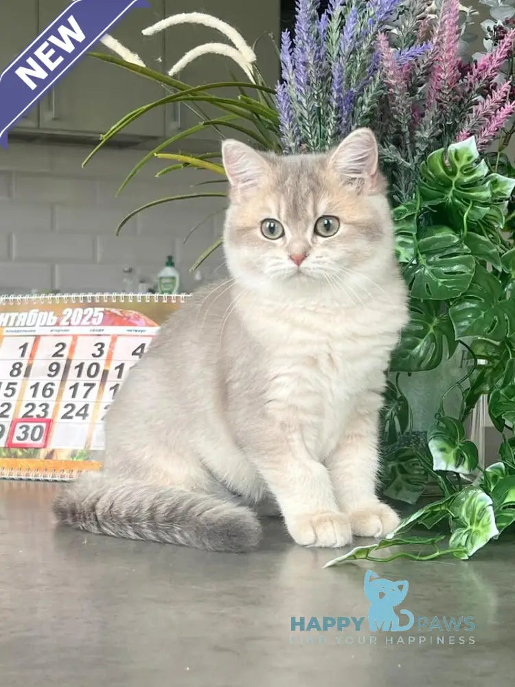 Jakilin British Shorthair female blue golden shaded live animals