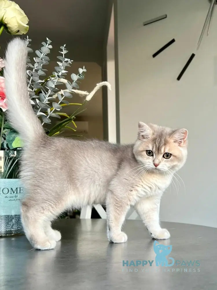 Jakilin British Shorthair female blue golden shaded live animals