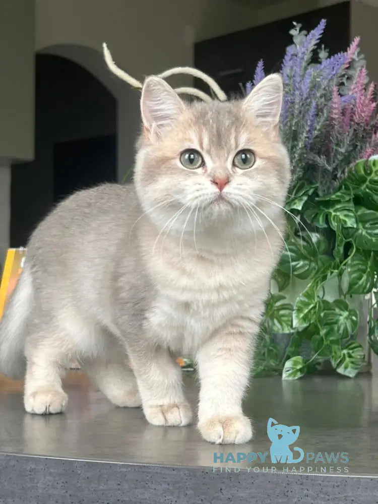 Jakilin British Shorthair female blue golden shaded live animals