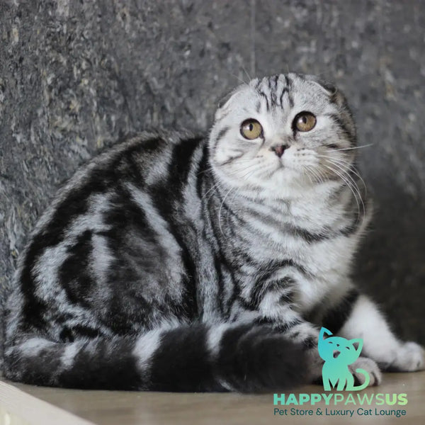Jakline Scottish Fold female black silver tabby - live animals