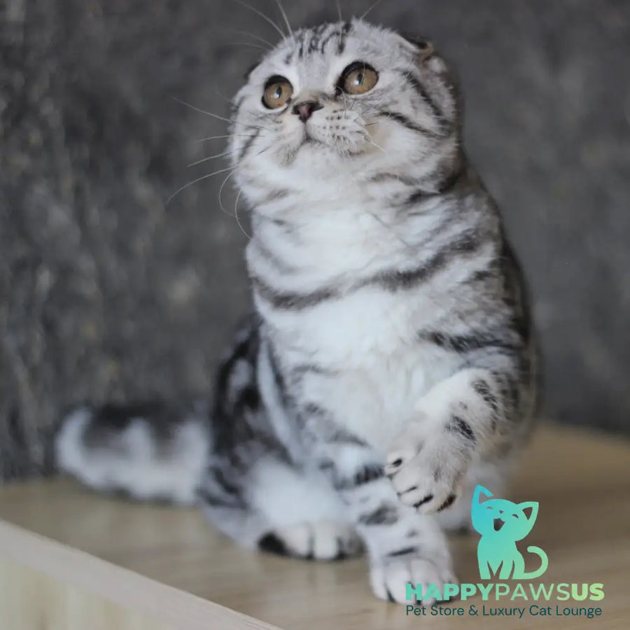 Jakline Scottish Fold female black silver tabby - live animals