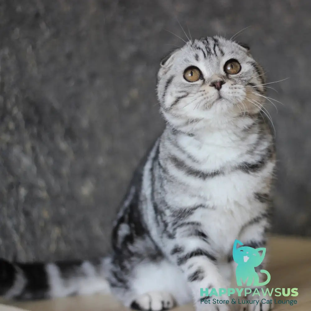 Jakline Scottish Fold female black silver tabby - live animals