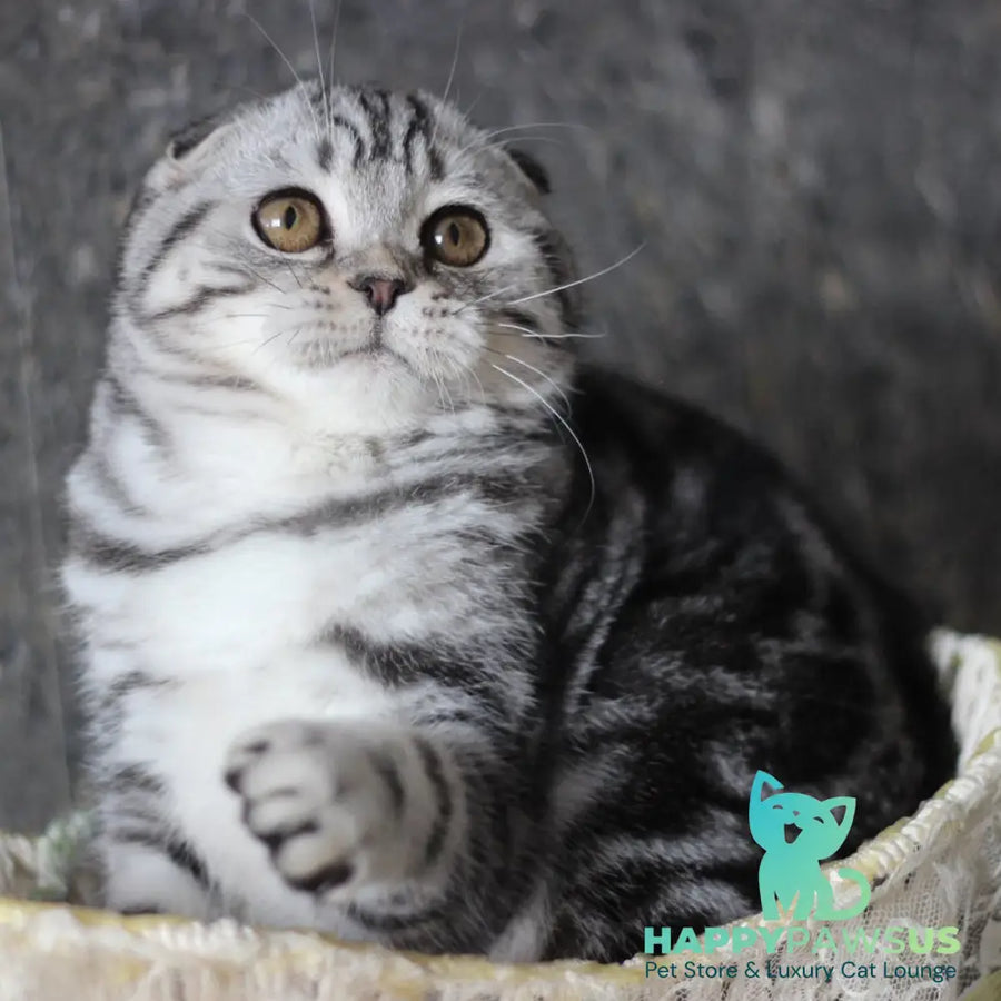 Jakline Scottish Fold female black silver tabby - live animals