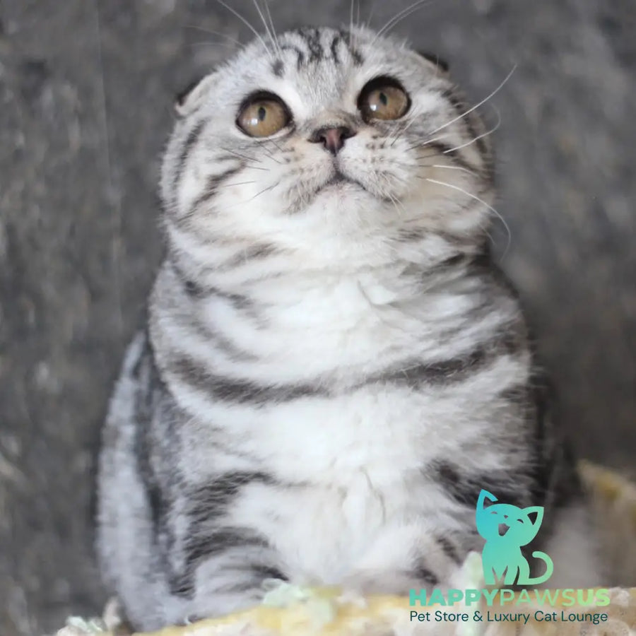 Jakline Scottish Fold female black silver tabby - live animals