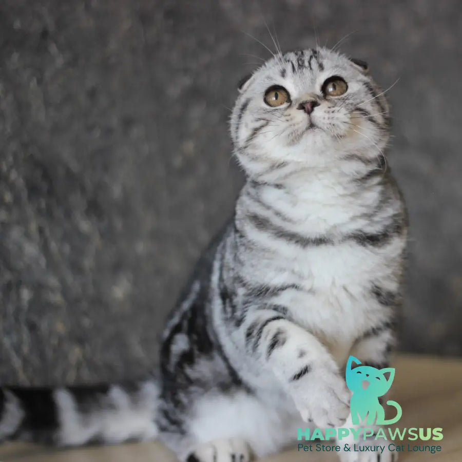Jakline Scottish Fold female black silver tabby - live animals