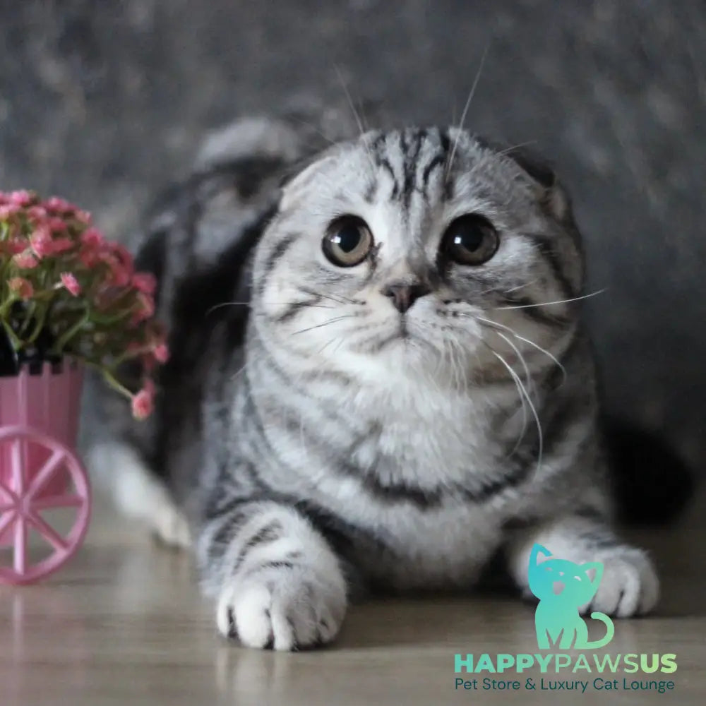 Jakline Scottish Fold female black silver tabby - live animals