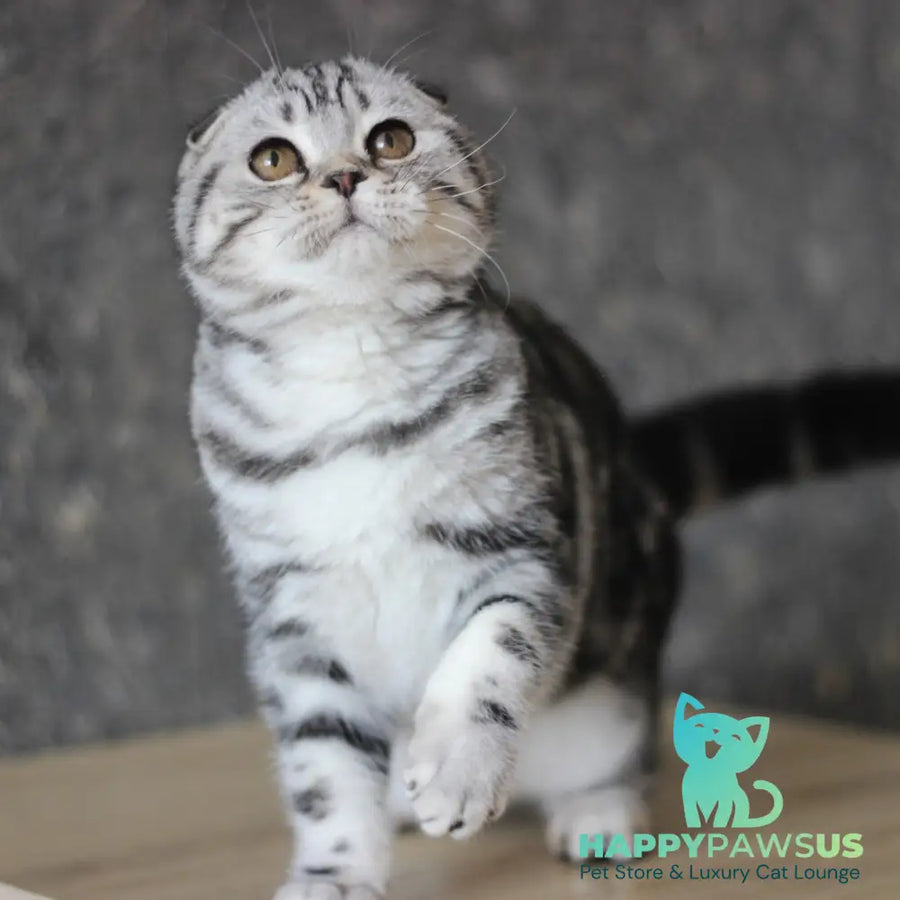 Jakline Scottish Fold female black silver tabby - live animals