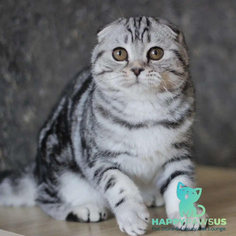 Jakline Scottish Fold female black silver tabby - live animals