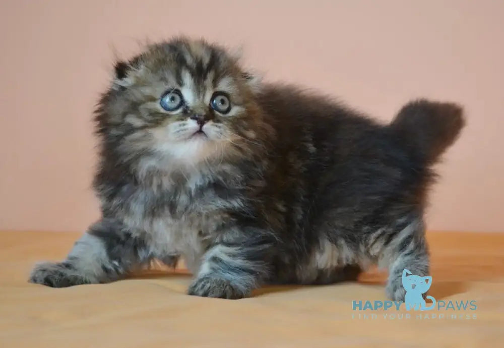 Jakonda Scottish Fold female black tortie tabby live animals