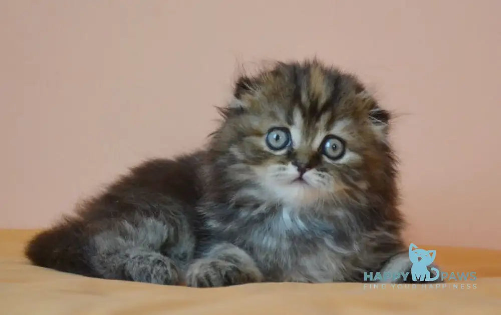 Jakonda Scottish Fold female black tortie tabby live animals