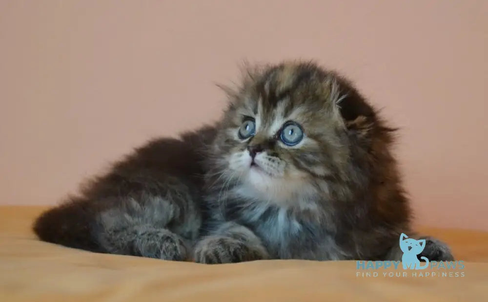 Jakonda Scottish Fold female black tortie tabby live animals