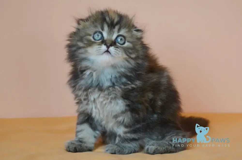 Jakonda Scottish Fold female black tortie tabby live animals