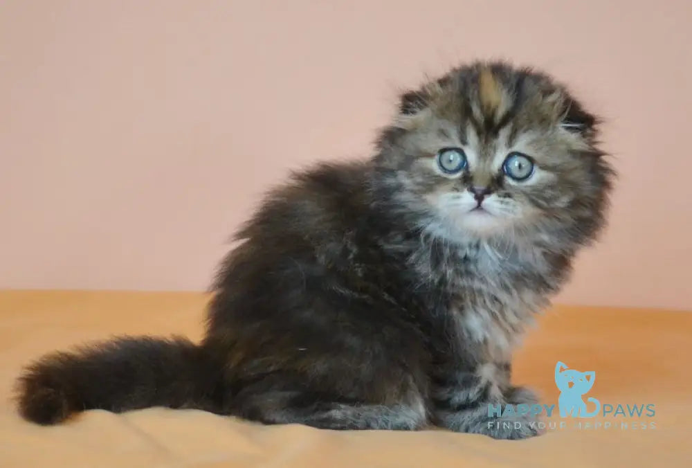 Jakonda Scottish Fold female black tortie tabby live animals
