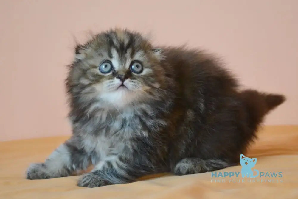 Jakonda Scottish Fold female black tortie tabby live animals