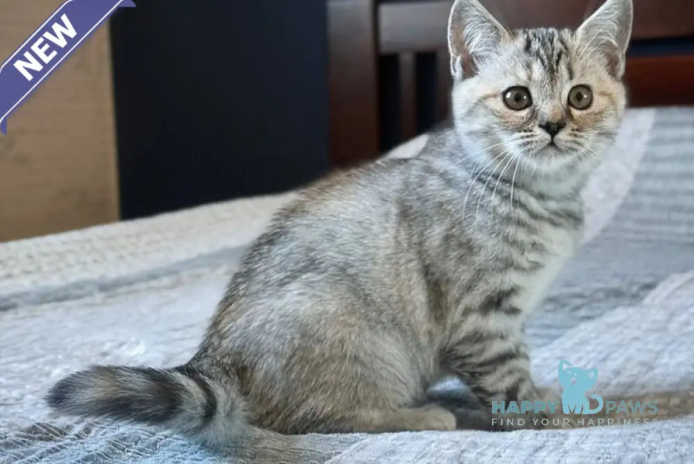 Jakonda Scottish Straight female black tortie silver spotted tabby live animals