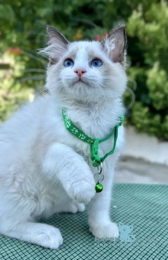Jakson Ragdoll male black bicolour live animals