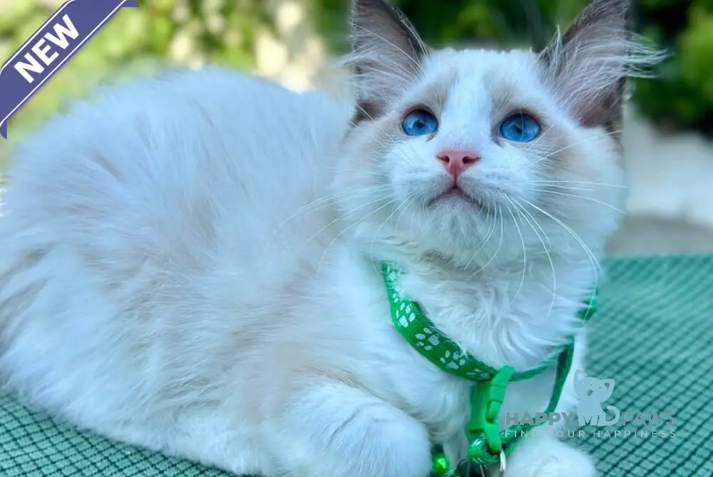 Jakson Ragdoll male black bicolour live animals