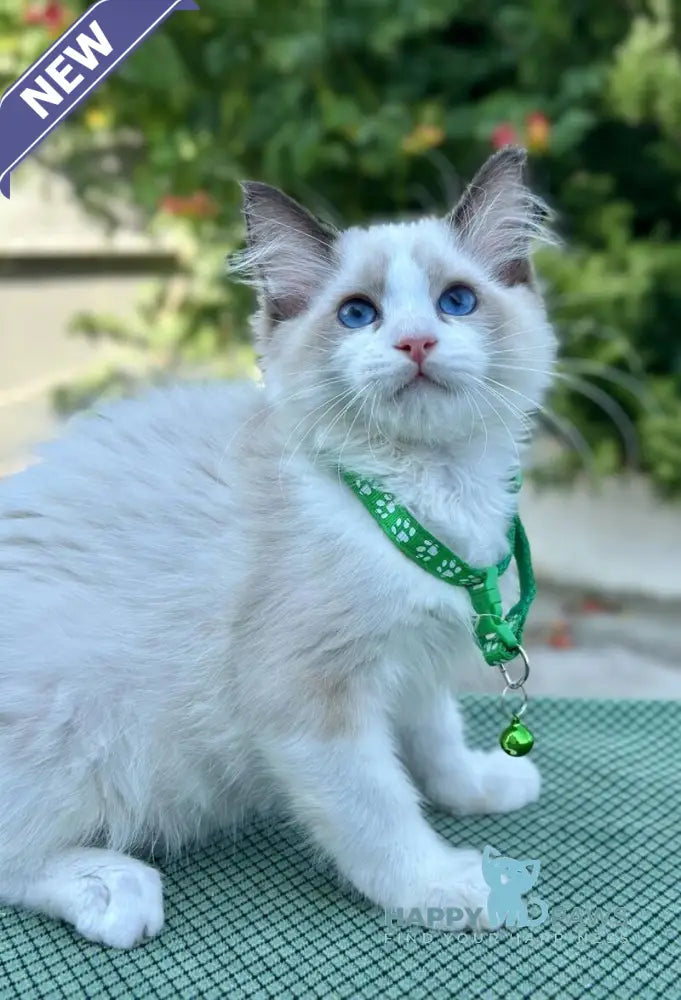 Jakson Ragdoll male black bicolour live animals