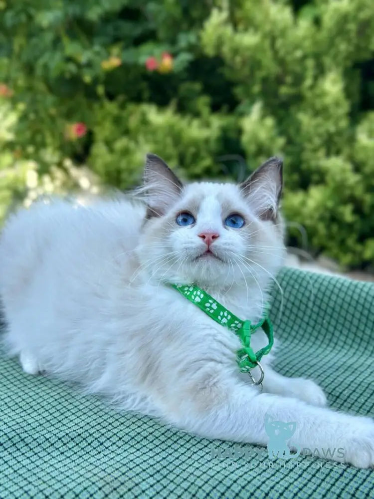 Jakson Ragdoll male black bicolour live animals