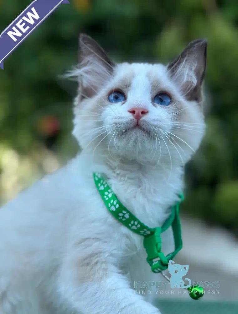 Jakson Ragdoll male black bicolour live animals