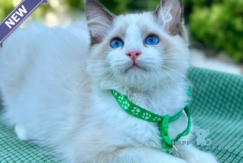 Jakson Ragdoll male black bicolour live animals