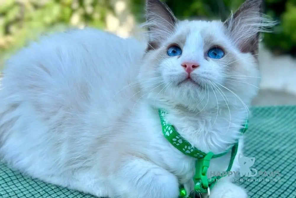 Jakson Ragdoll male black bicolour live animals