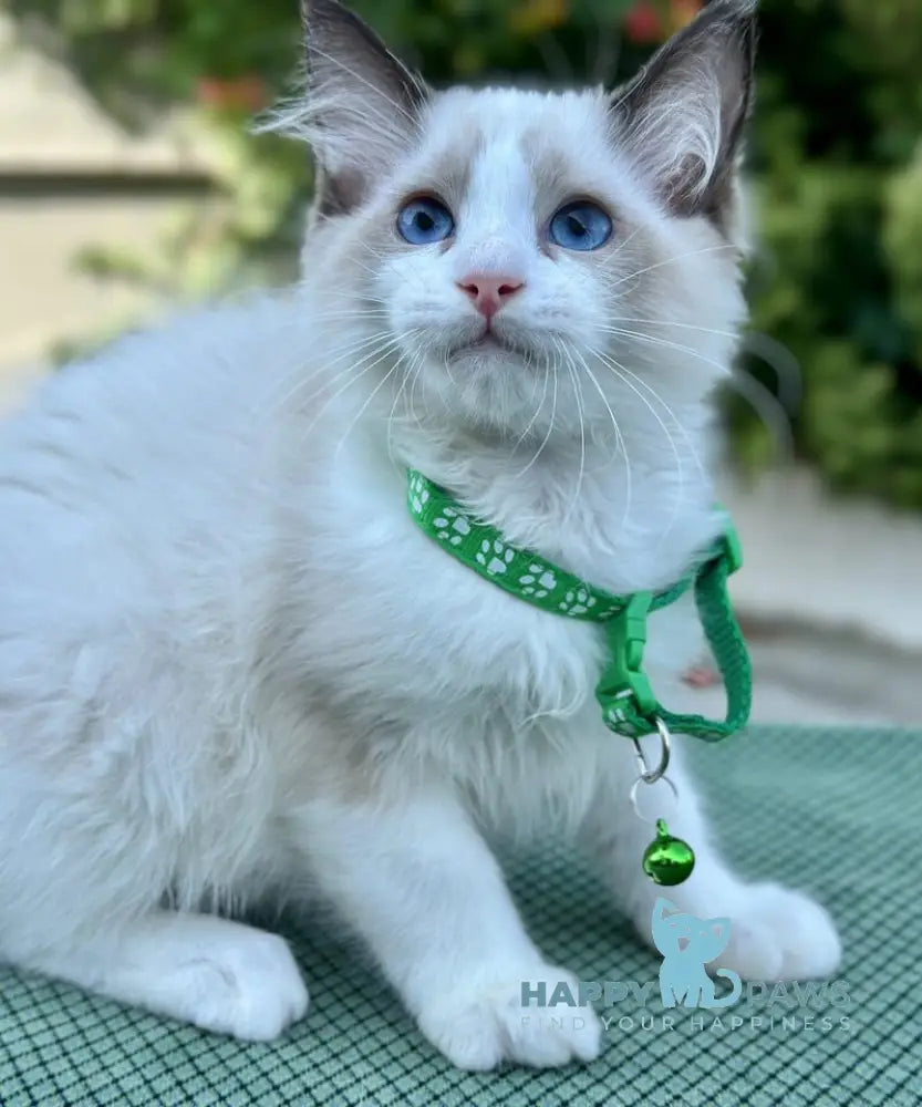Jakson Ragdoll male black bicolour live animals