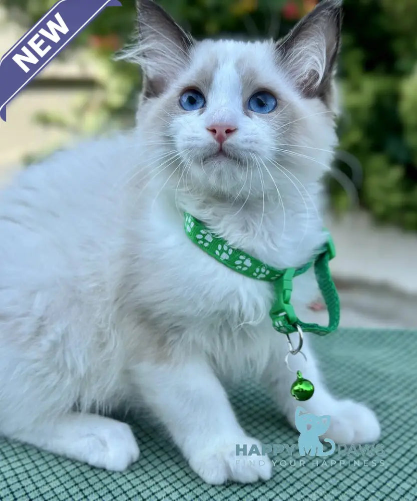 Jakson Ragdoll male black bicolour live animals
