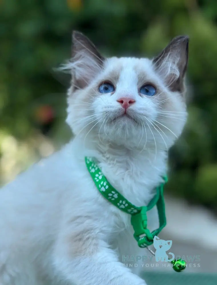 Jakson Ragdoll male black bicolour live animals
