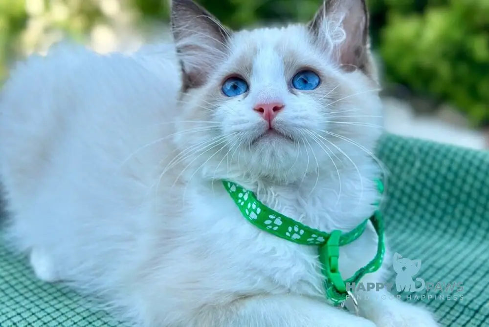 Jakson Ragdoll male black bicolour live animals