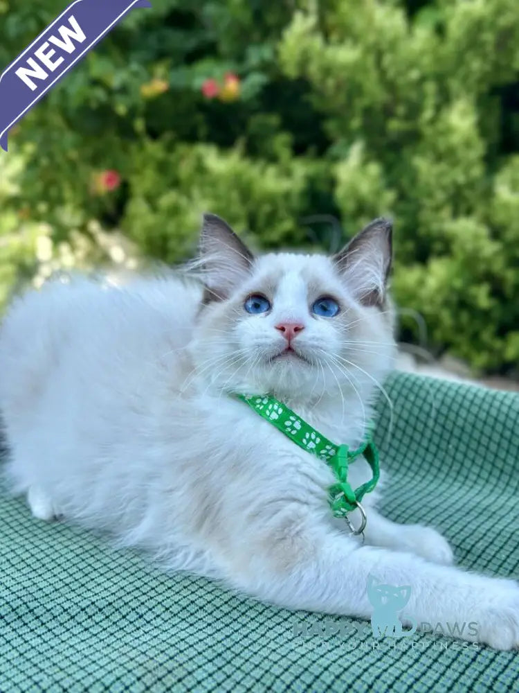 Jakson Ragdoll male black bicolour live animals