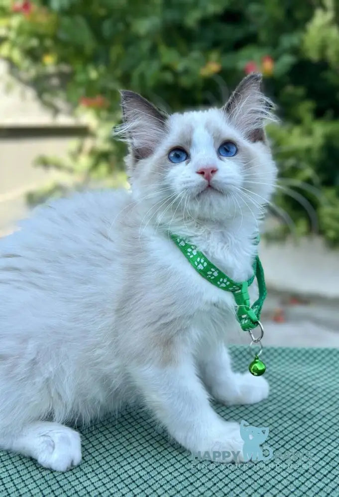 Jakson Ragdoll male black bicolour live animals