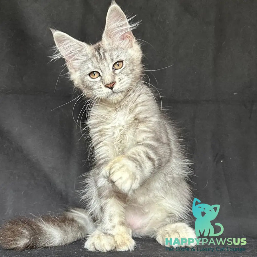 Jalila Maine Coon polydactyl 5x6x6x6 female black silver tabby - live animals