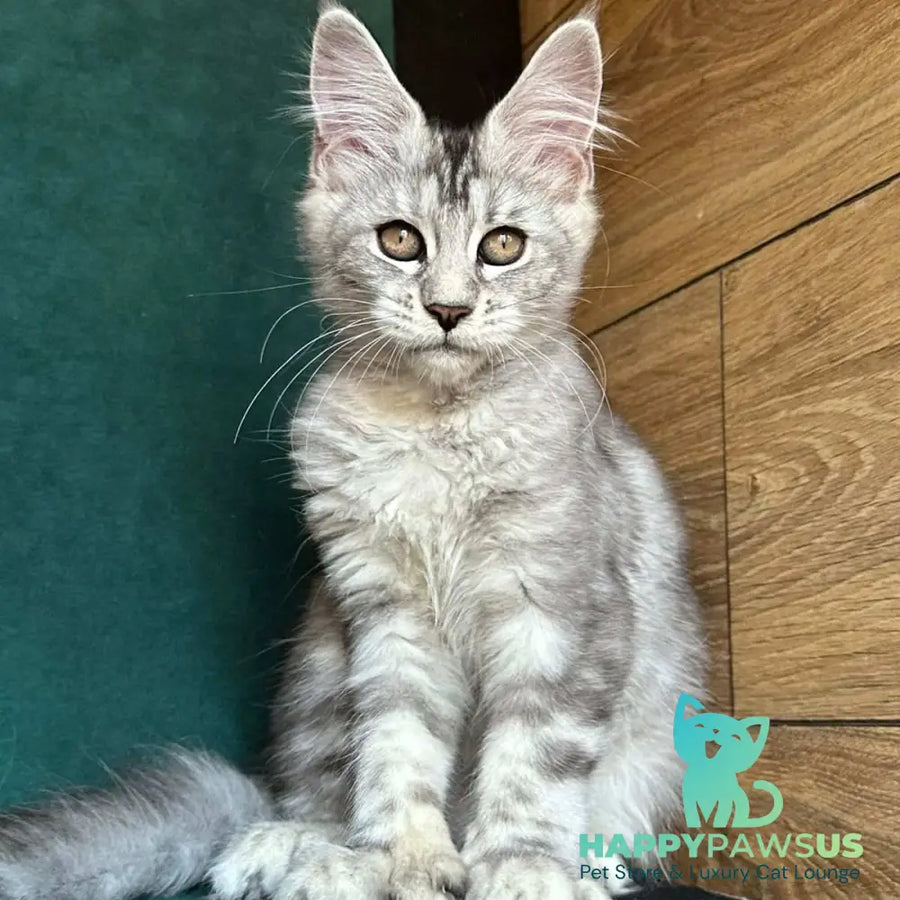 Jalila Maine Coon polydactyl 5x6x6x6 female black silver tabby - live animals